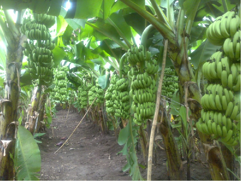 নরসিংদীর প্রসিদ্ধ সাগর কলা