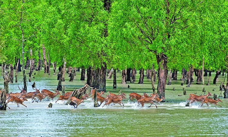 সুন্দরবন