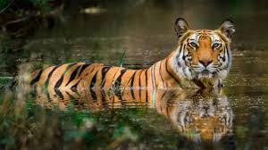 রয়েল বেঙ্গল টাইগার