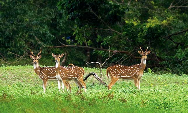 সুন্দরবন