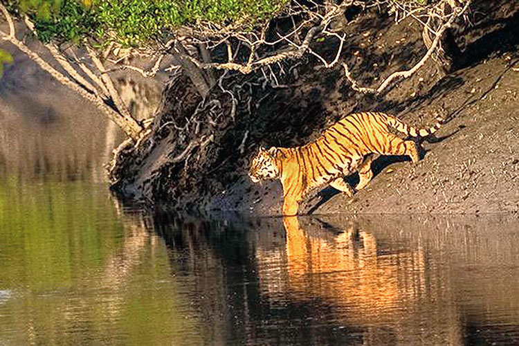 সুন্দরবন