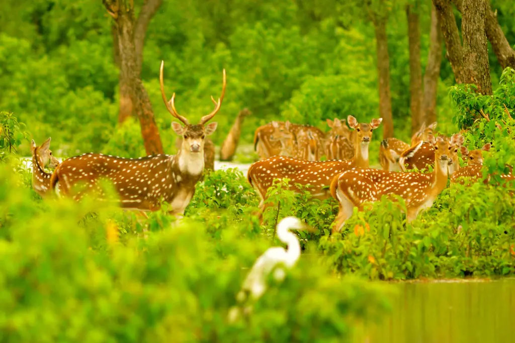 হরিন
