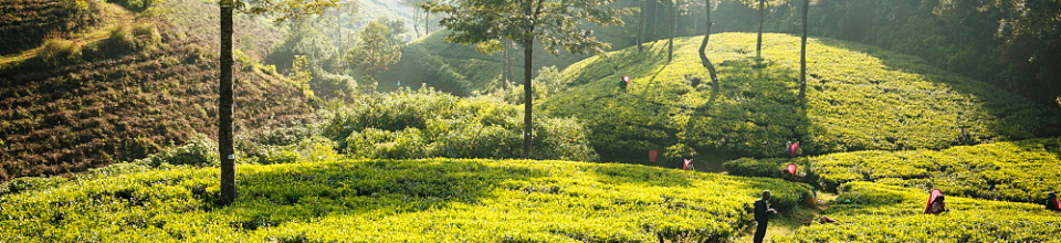 ব্যানার