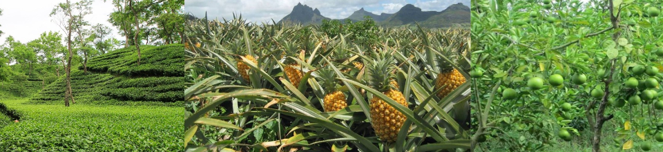 ব্যানার