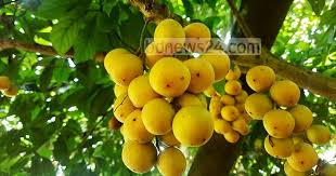 উপজেলা সমবায় কার্যালয়