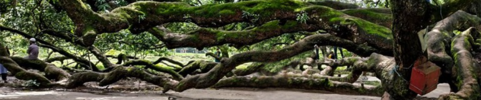 উপজেলা সমবায় কার্যালয় , বালিয়াডাঙ্গী, ঠাকুরগাঁও।