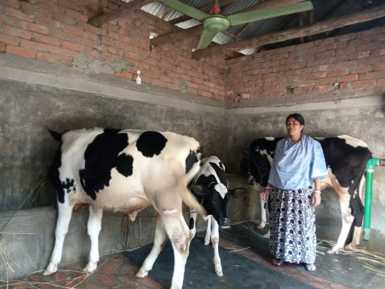 উন্নত জাতের গাভী পালন