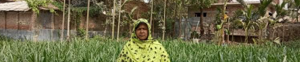 উন্নত জাতের গাভী পালন প্রকল্প