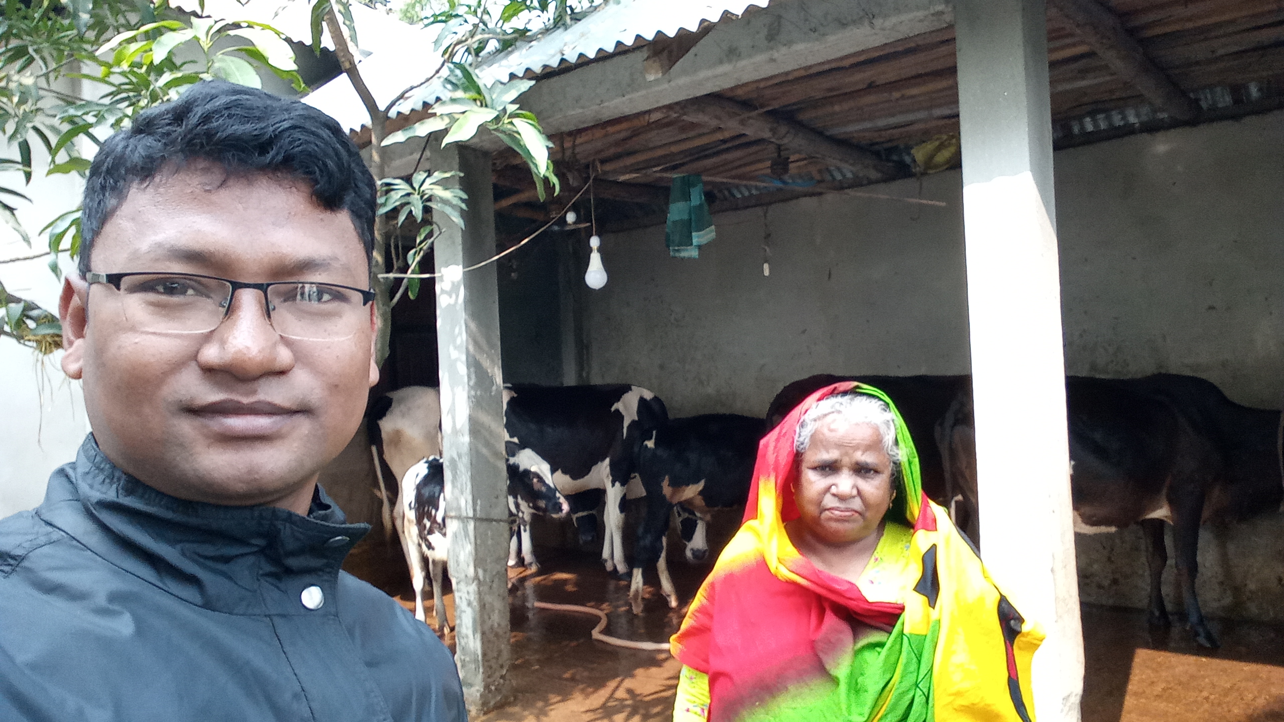 উন্নত জাতের গাভী পালন