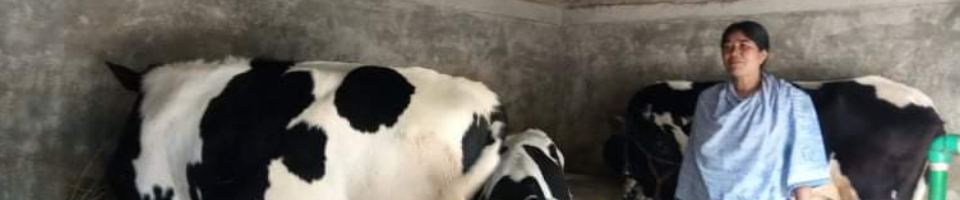 উন্নত জাতের গাভী পালন প্রকল্প