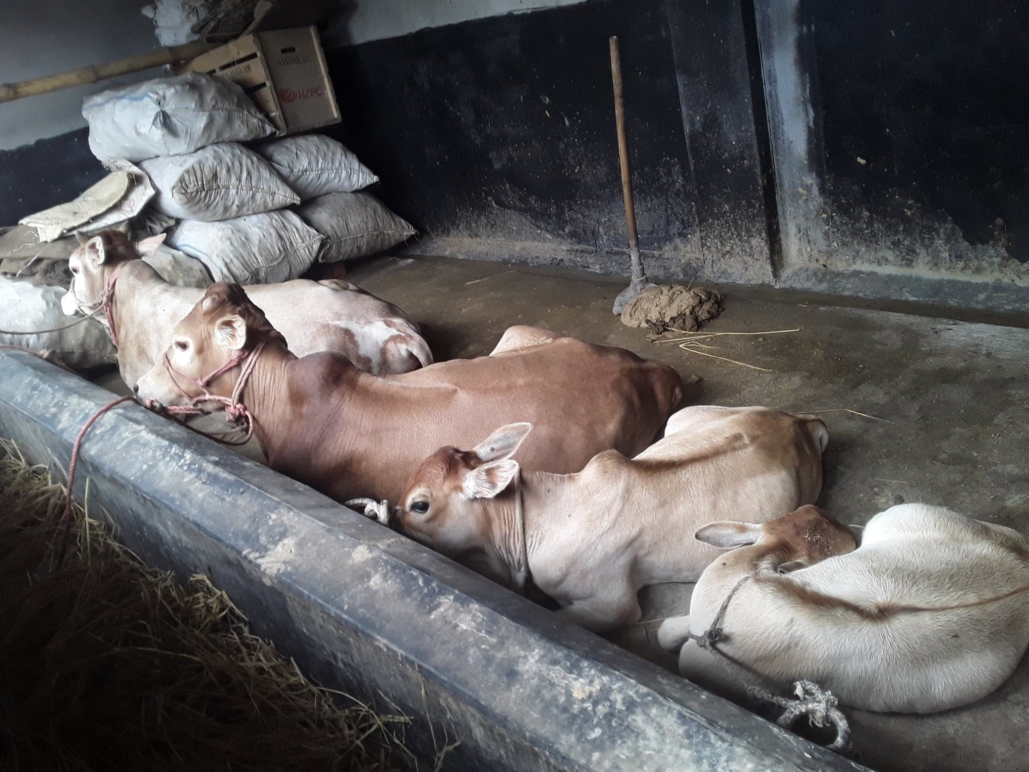 উন্নত জাতের গাভীপালনের মাধ্যমে সুবিধাবঞ্চিত মহিলাদের জীবনযাত্রার মান উন্নয়নের লক্ষ্যে চতুর্থ পর্যায়ে সুবিধাভোগী সরেজমিনে বাছাই চলছে।