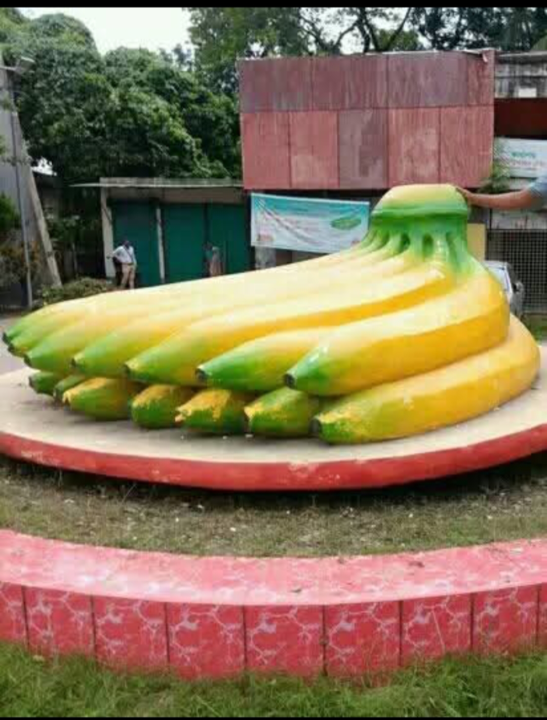 মনোহরদীর ঐতিহ্যবাহী ফল কলা