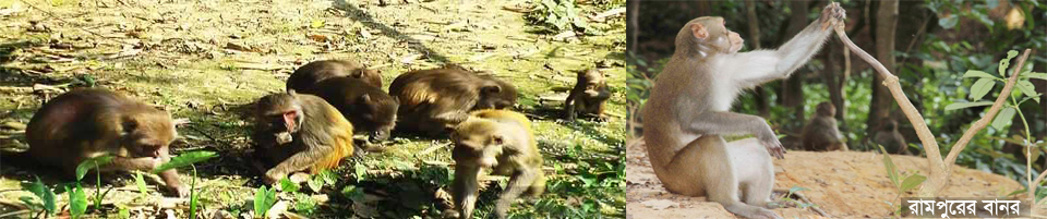 মনোহরদীর রামপুরের বানর