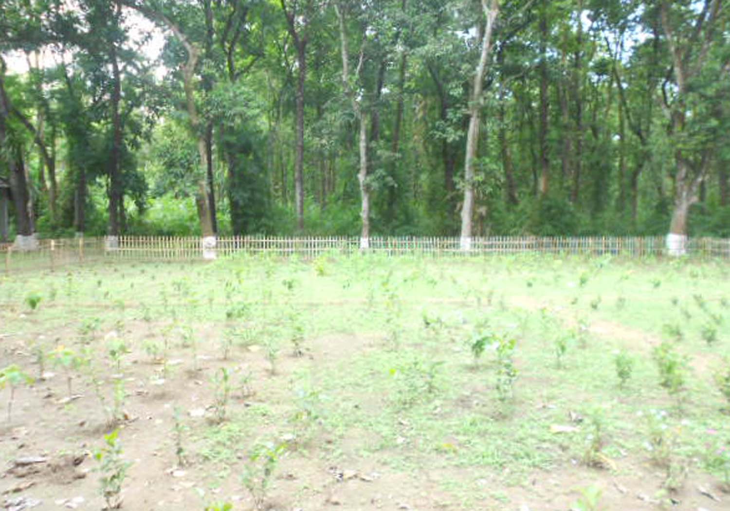 শোভাবর্জনকারী বাগান ও শাল বাগান