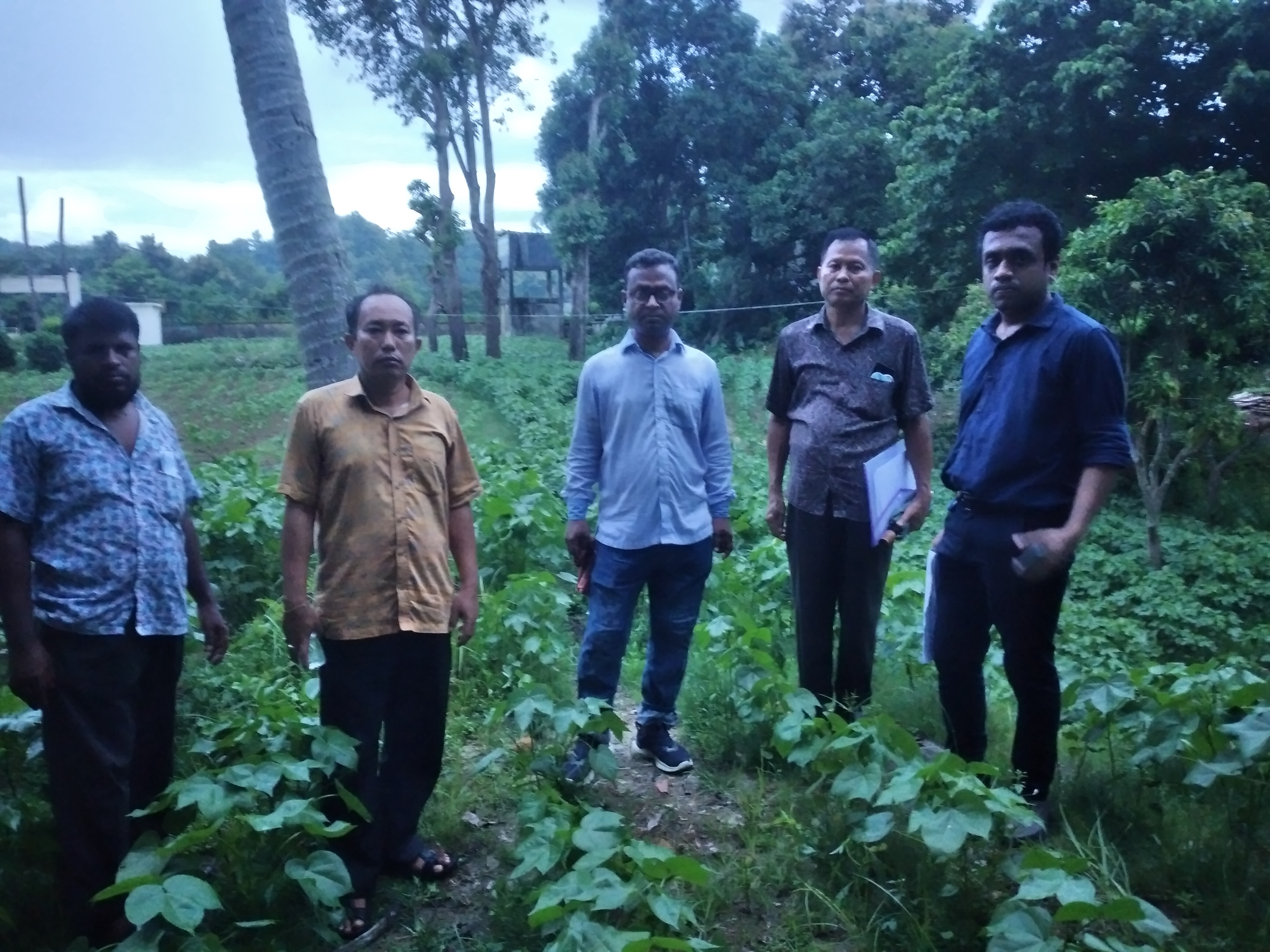 তুলা গবেষণা প্লট পরিদর্শন