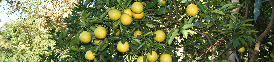 বারি মাল্টা-১