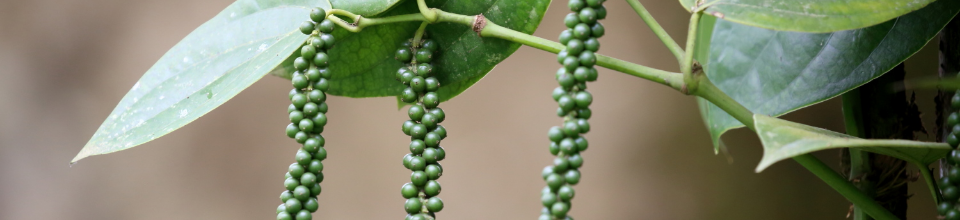 গোলমরিচ