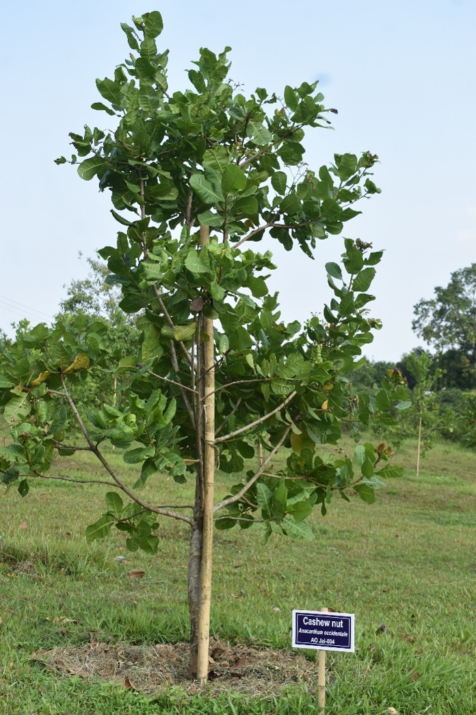 প্রকল্পের গুরুত্বপুর্ণ কার্যক্রম