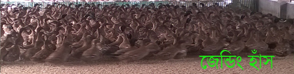 Duck khamar