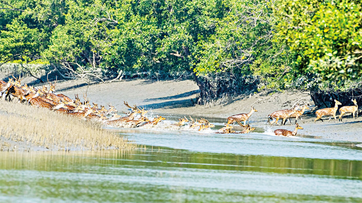 সুন্দরবন
