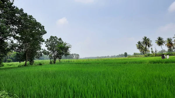 গ্রাম ও কৃষি