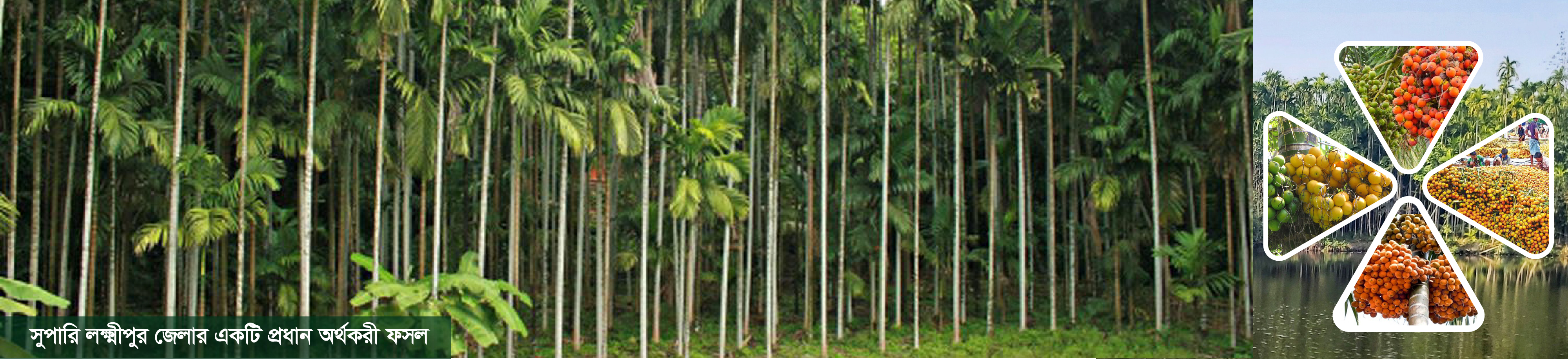 সুপারি বাগান