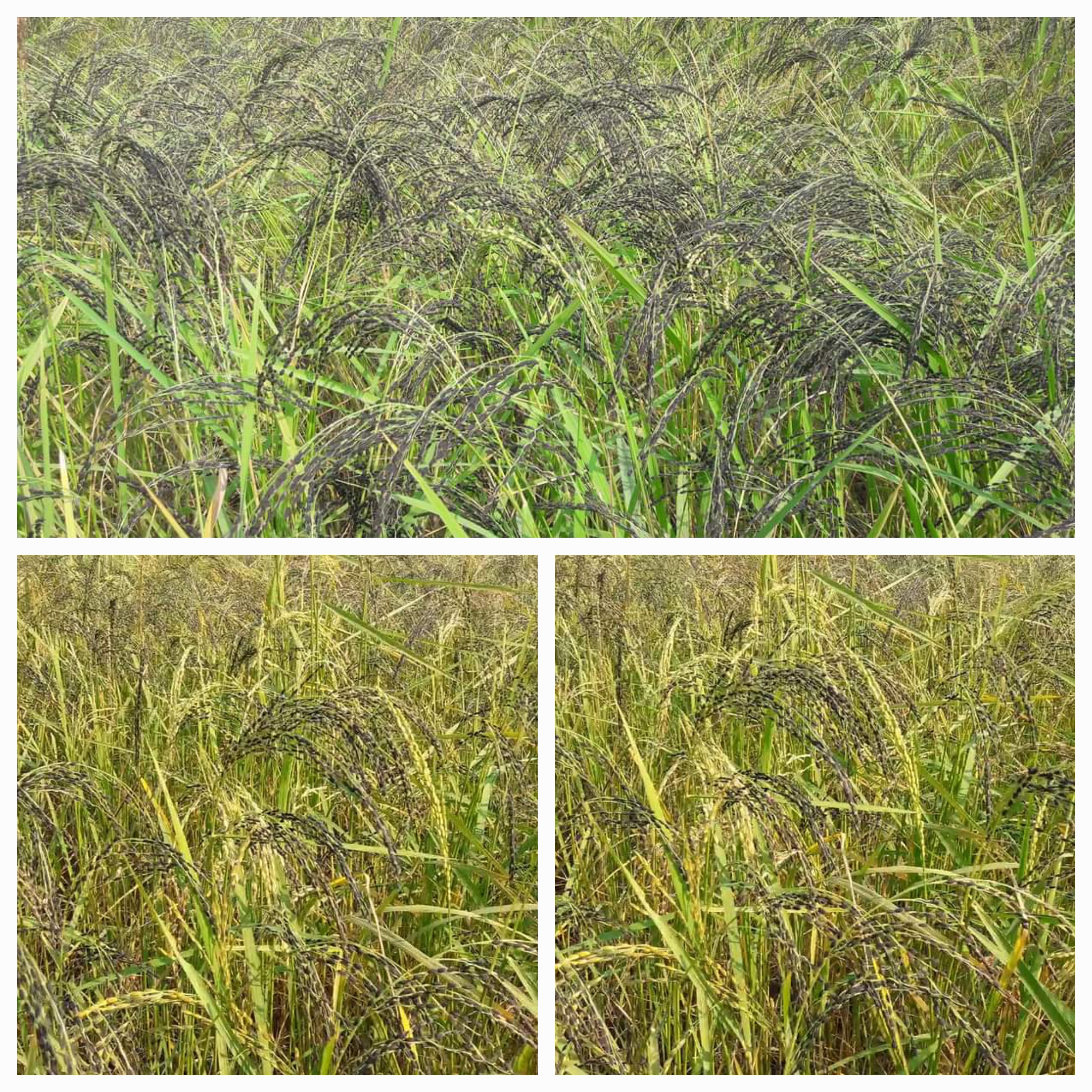 সুগন্ধি কালোজিরা ধান