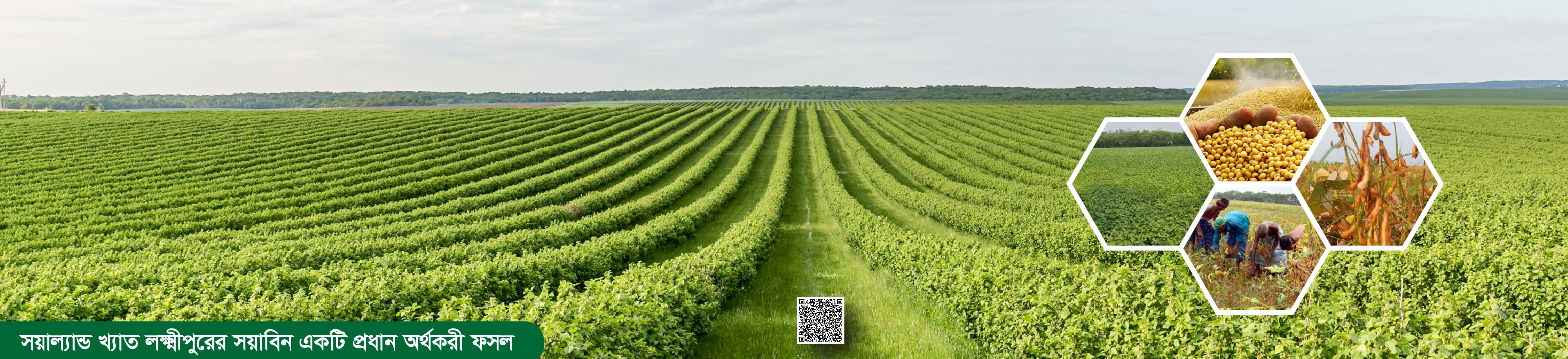 সয়াবিন ক্ষেত