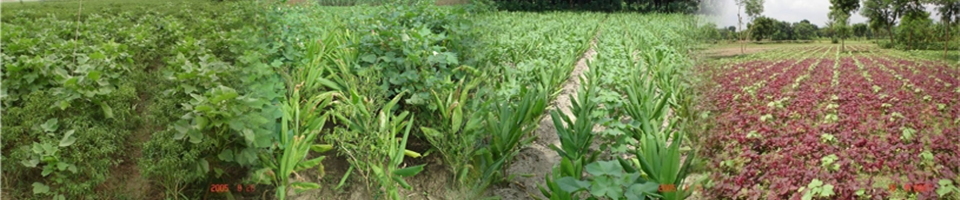 ব্যানার 1