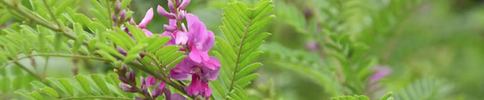 নীল গাছ