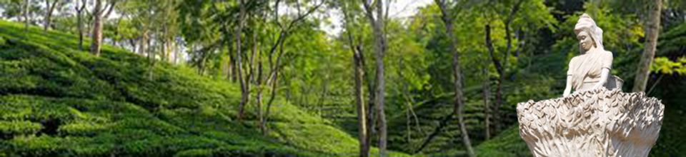 চা বাগানের ছবি