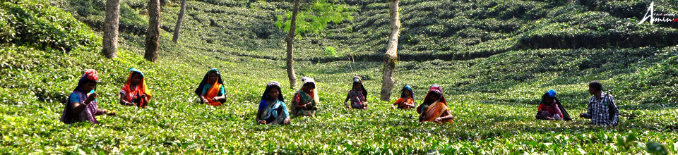 চা পাতা তোলার ছবি