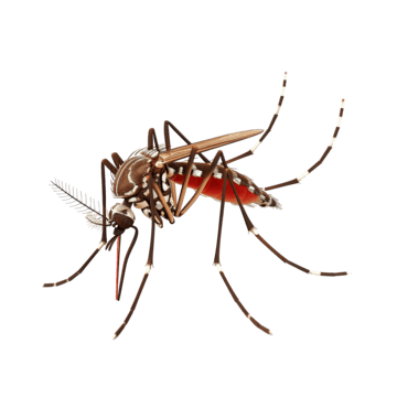 ডেঙ্গু প্রতিরোধ