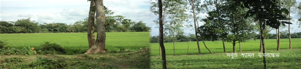 সবুজ ধান ক্ষেত