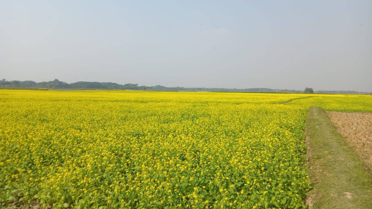 সরিষাক্ষেত