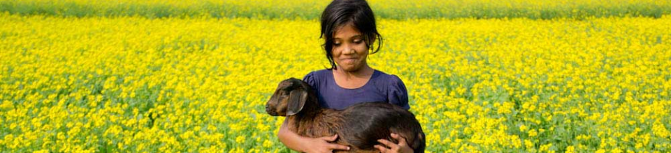 বিস্তীর্ণ সরিষা ক্ষেত