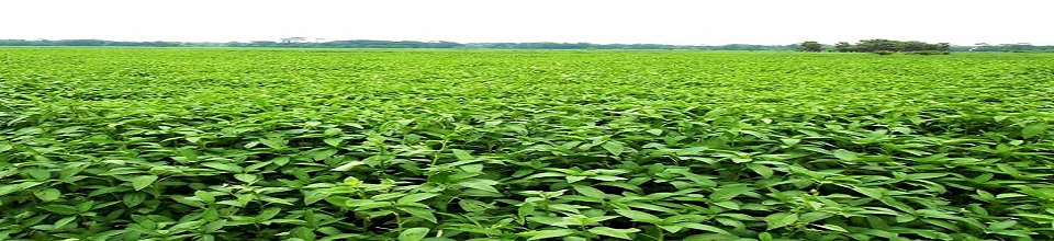পাট