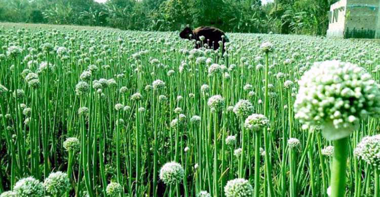 উপজেলা কৃষি অফিস