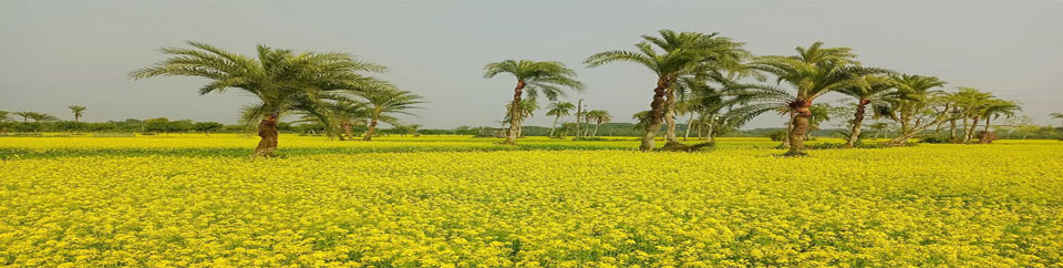 সরিষা