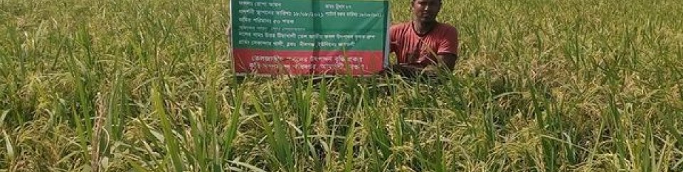 তেল ফসল উৎপাদন বৃদ্ধি প্রকল্পের রোপা আমন প্রদর্শনী