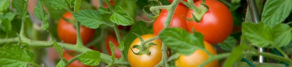 উপজেলা কৃষি অফিসারের কার্যালয়, আটঘরিয়া, পাবনা।