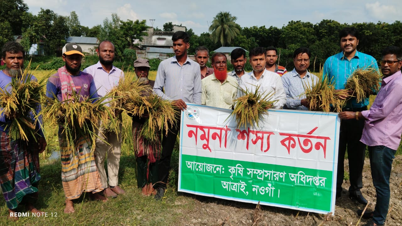 নমুনা শস্য কর্তন