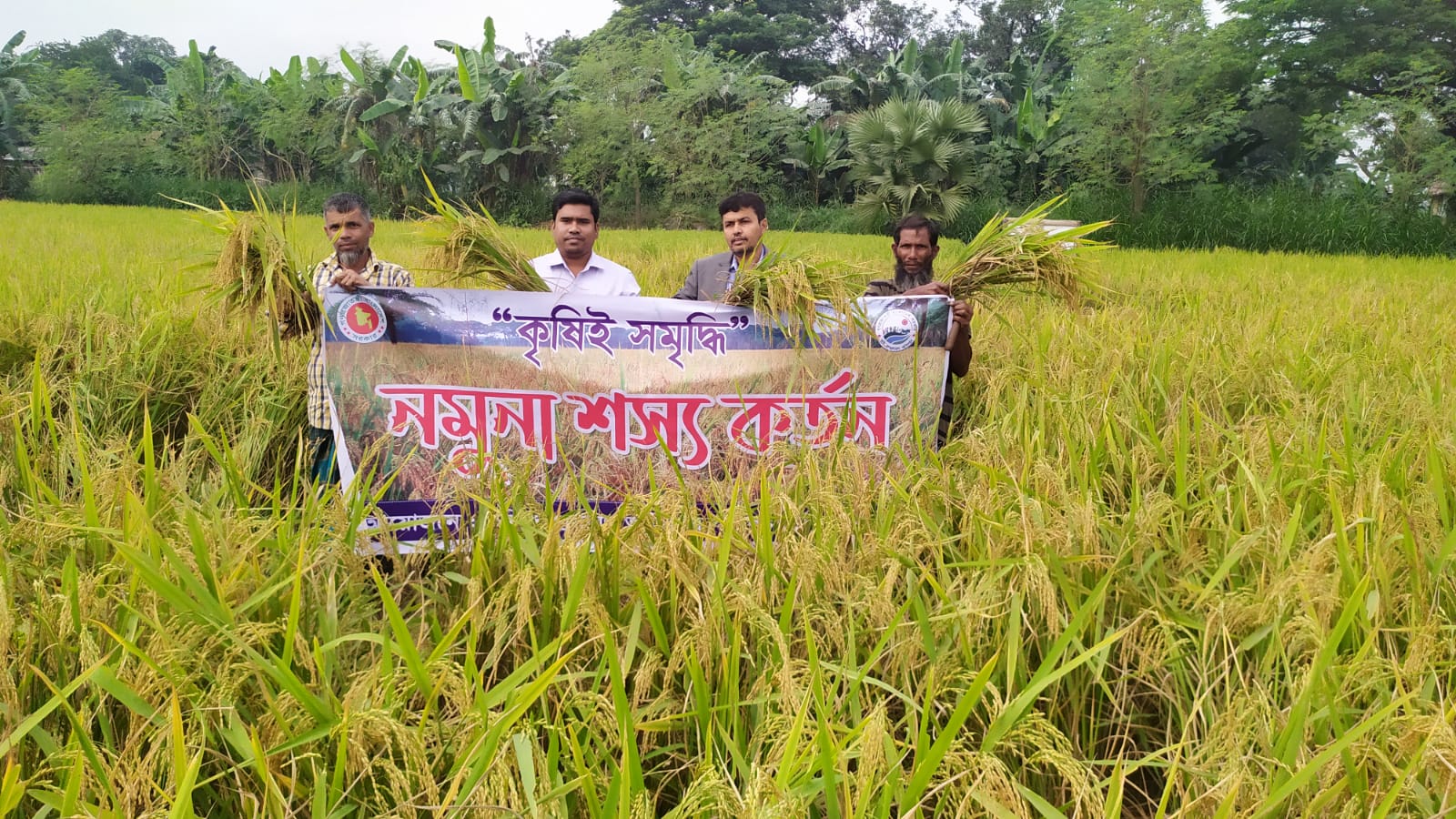 নমুনা শস্য কর্তন