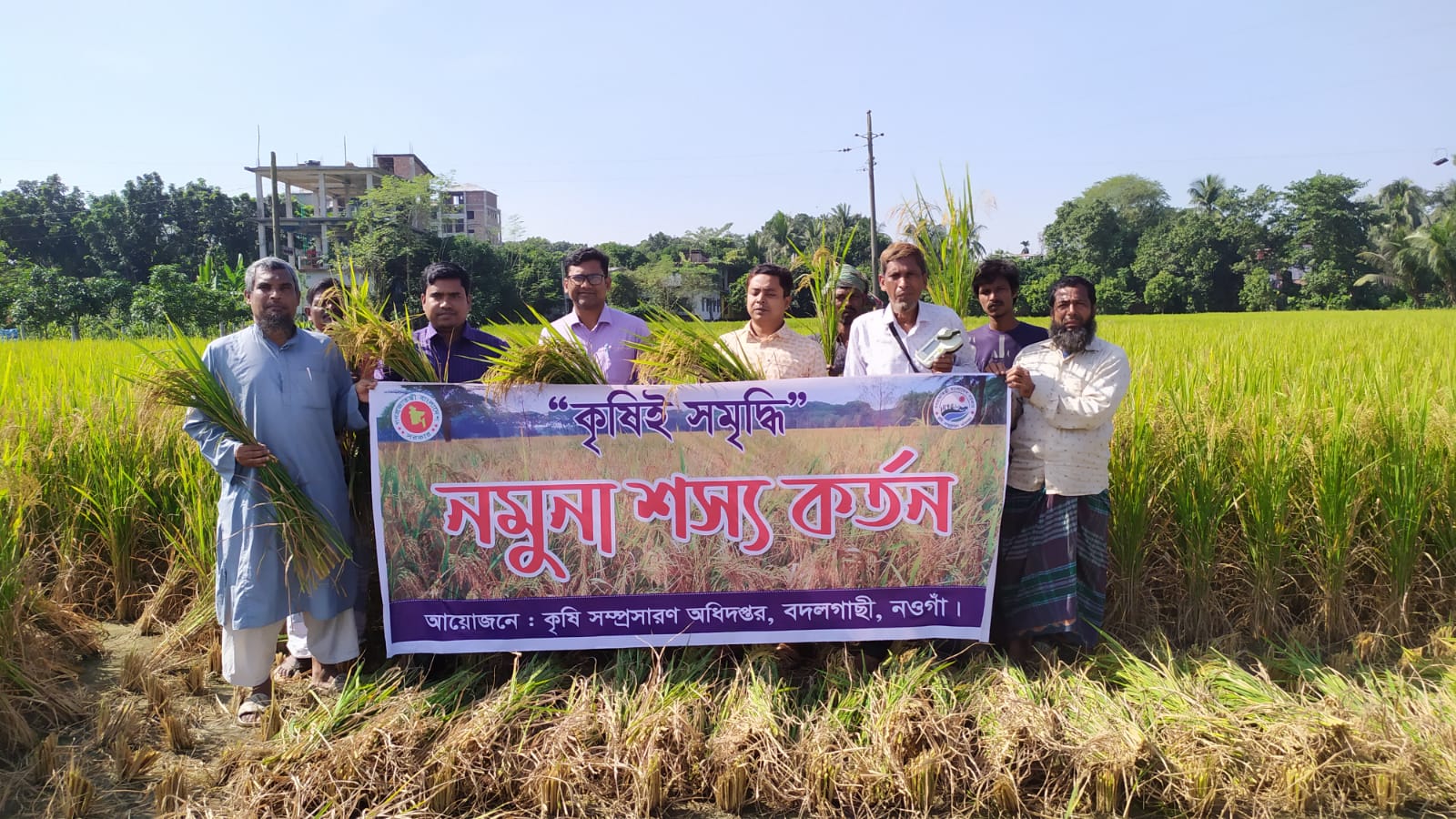 রোপা আমন ধানের নমুনা শস্য কর্তন