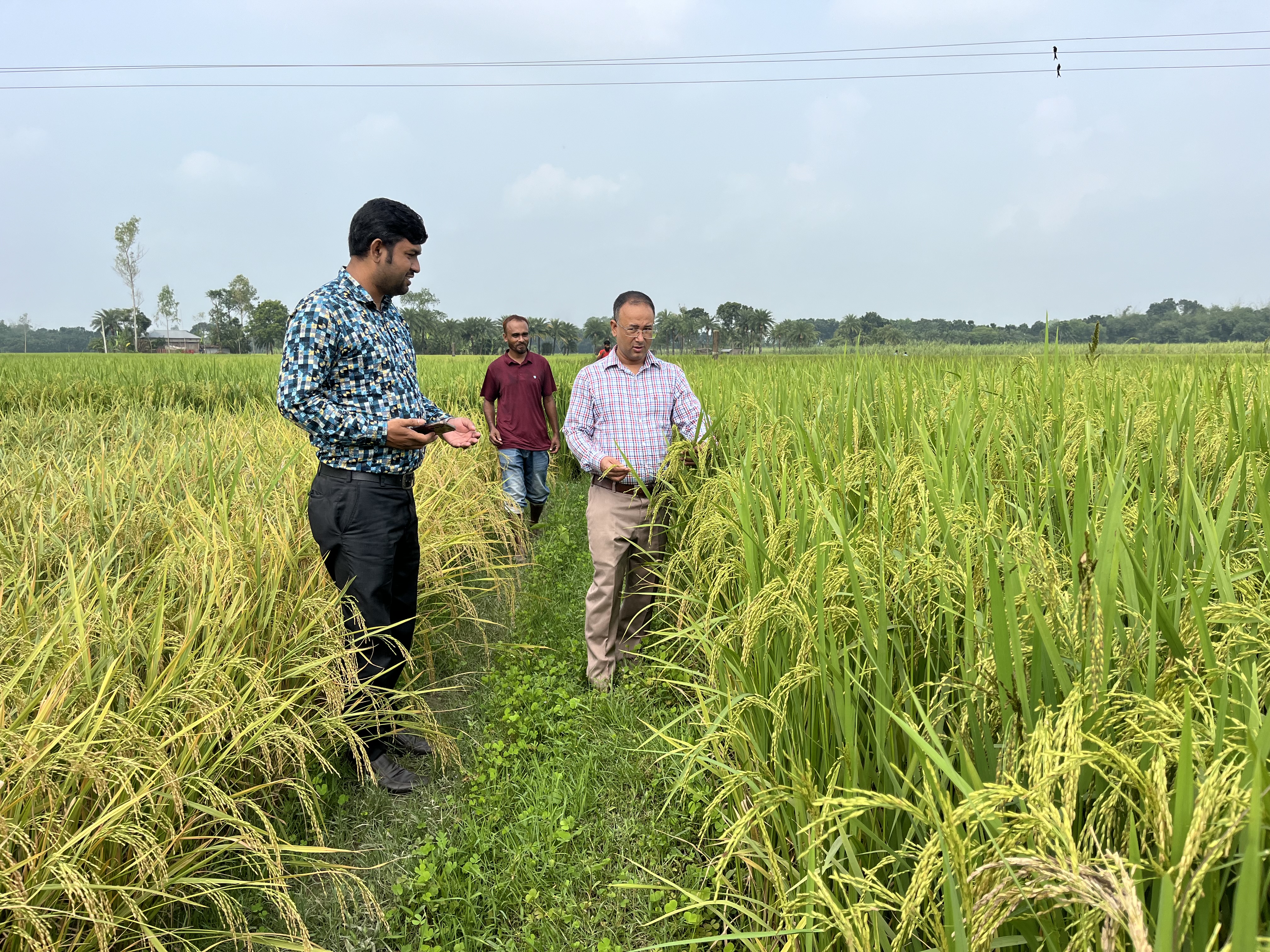 মাঠ পরিদর্শন