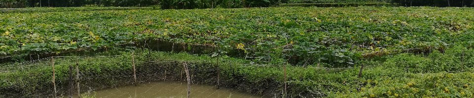 ঘেরের পাড়ে সবজি চাষ