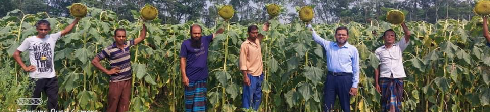 তেলজাতীয় ফসলের উৎপাদন বৃদ্ধি প্রকল্পের সূর্যমুখী প্রদর্শনী