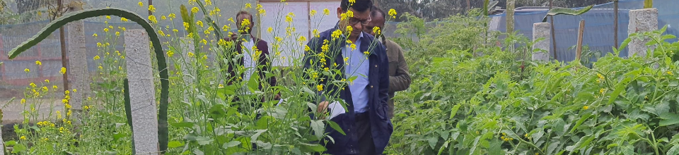 ডিডিএই বাগেরহাট এর ফকিরহাট উপজেলার প্রদর্শনী প্লট পরিদর্শন