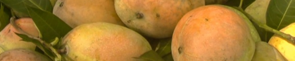 রাজশাহীর আম