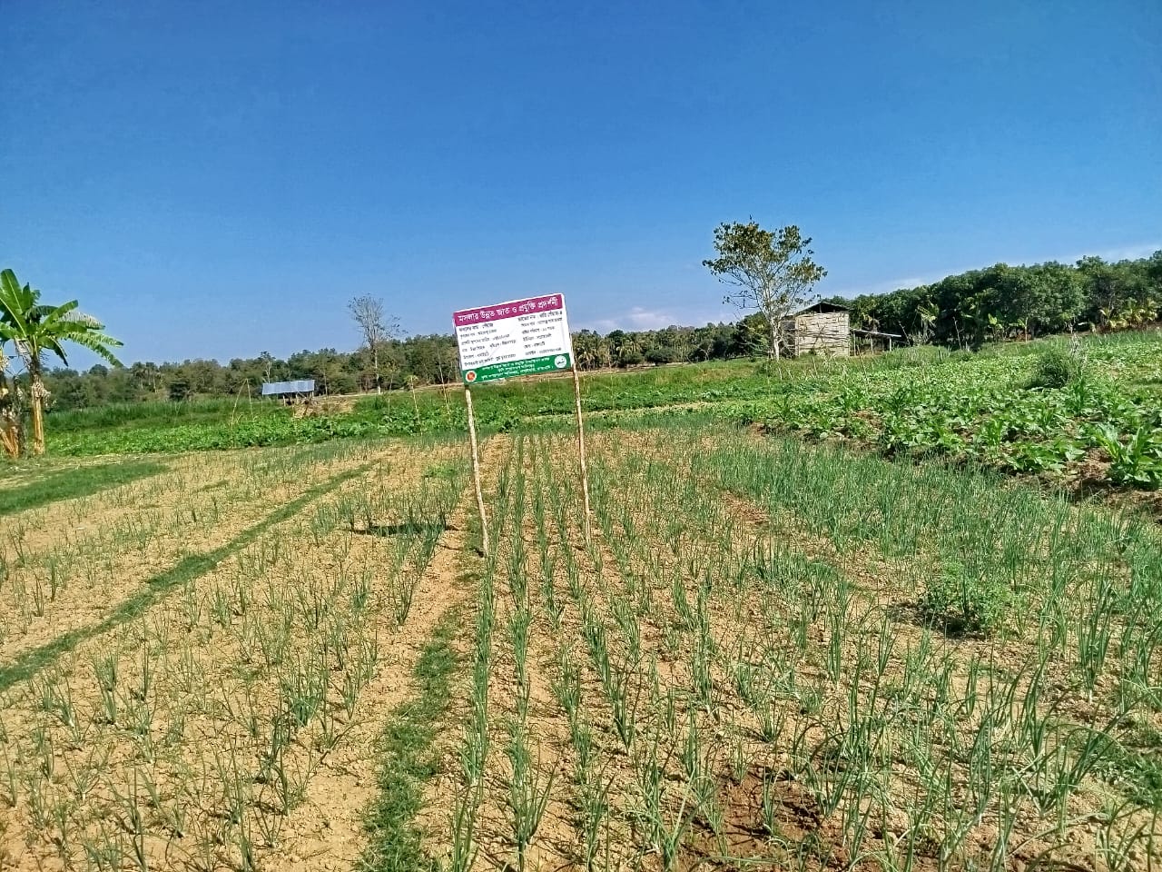মসলার উন্নত জাত ও প্রযুক্তি সম্প্রসারণ প্রকল্পের প্রদর্শনীর উপকরন বিতরণ